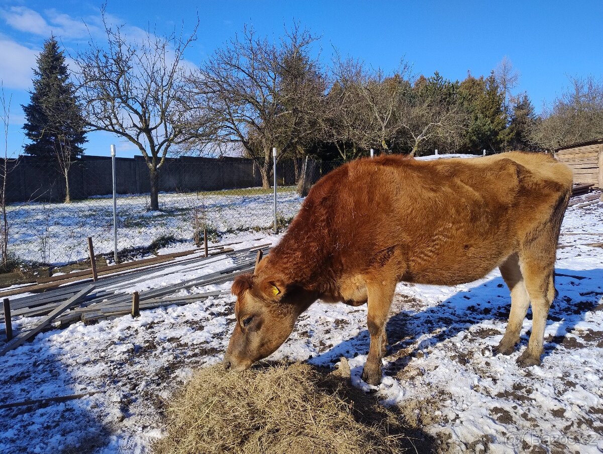 Kravička a jalovička