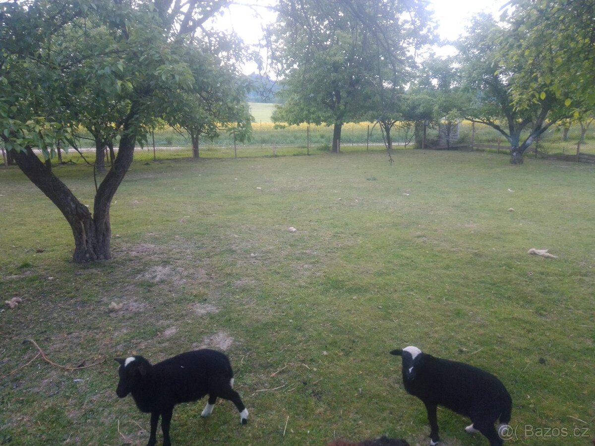 kamerunské ovce, kamerunská koza, kamerunská ovce