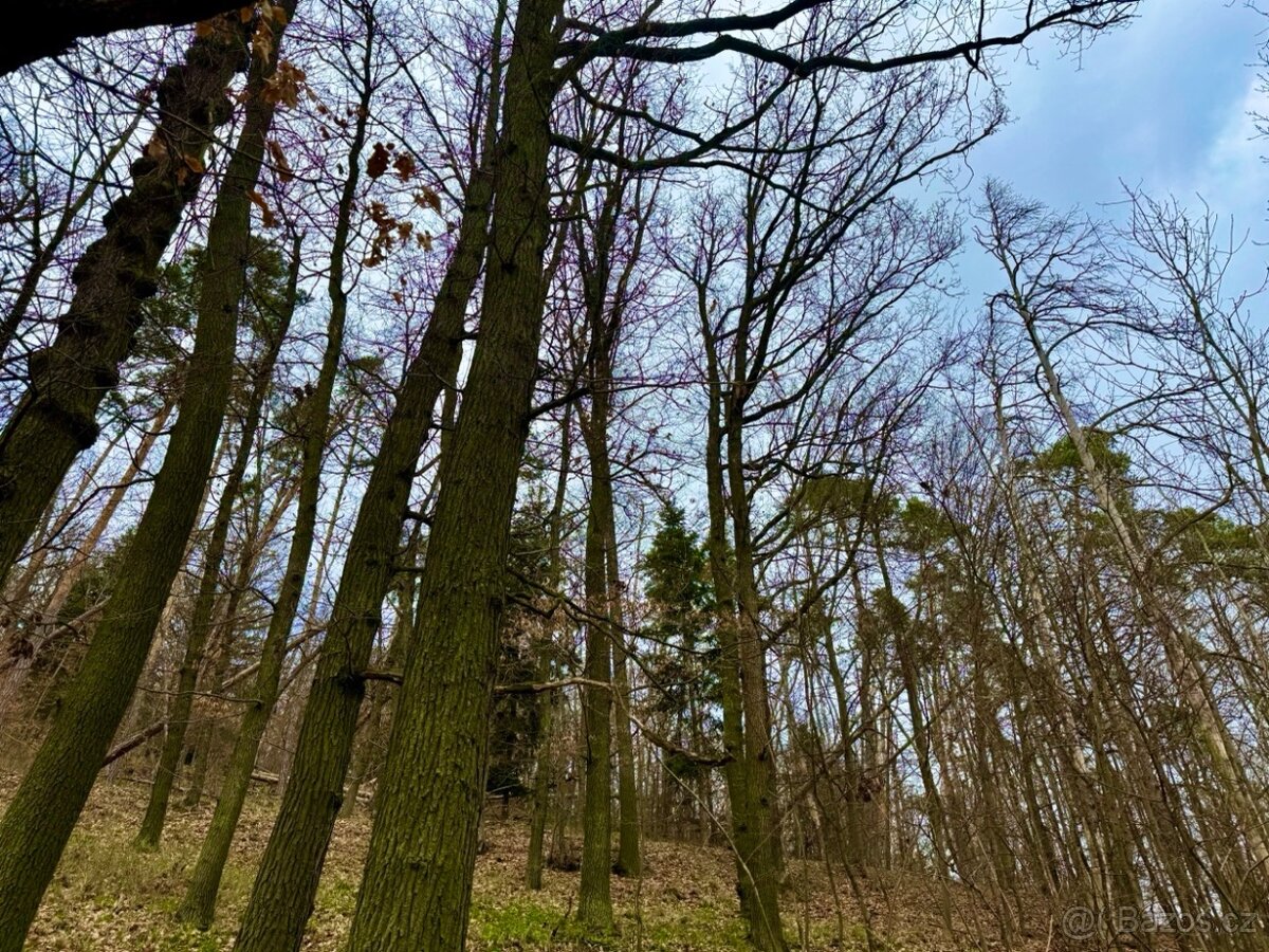 Lesní pozemek k.ú. Šerkovice 1.248m2