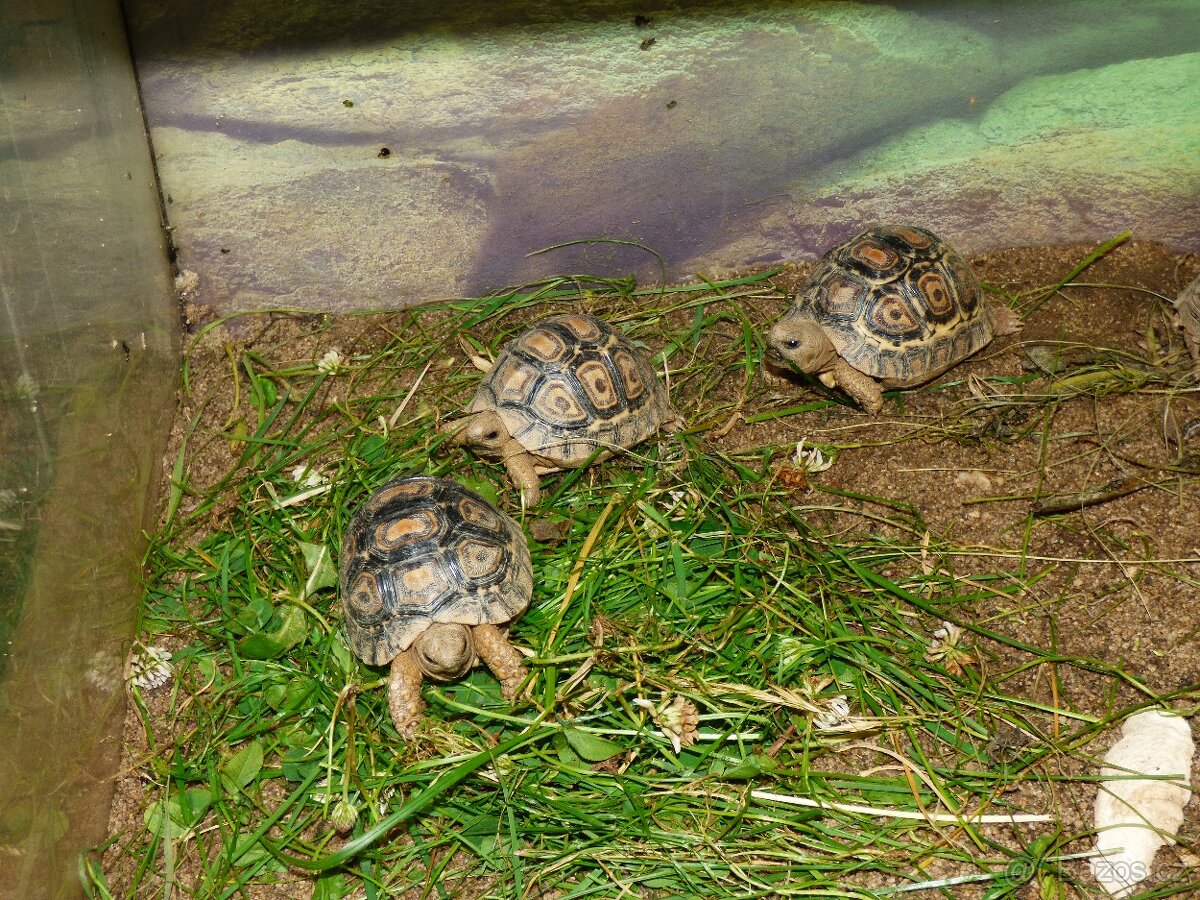 Želva pardálí (Stigmochelys pardalis)