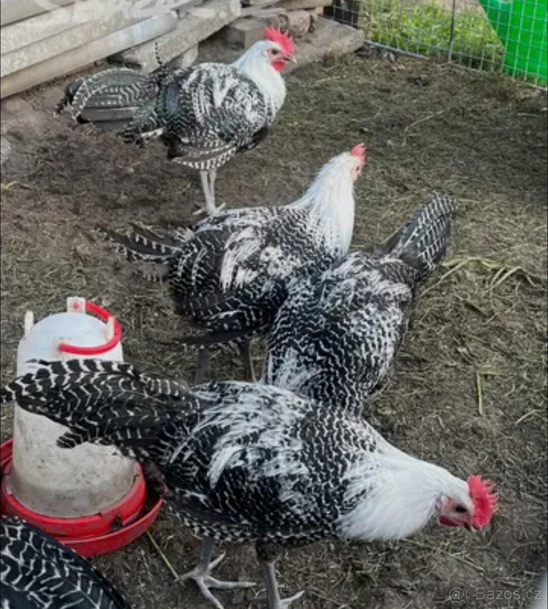 Brakelka stříbrná