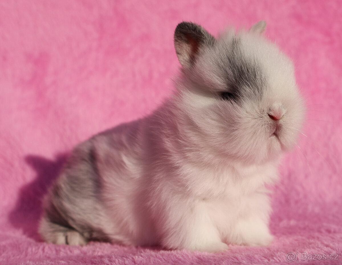 Zakrslý krátkouchý králíček lvíček .