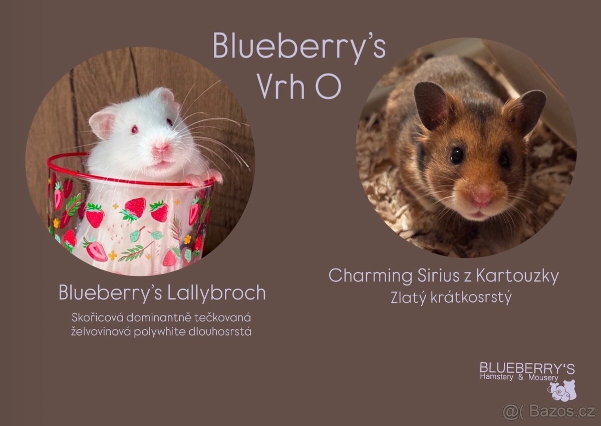 Křeček syrský/ zlatý