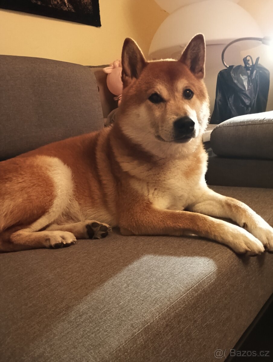 Shiba inu