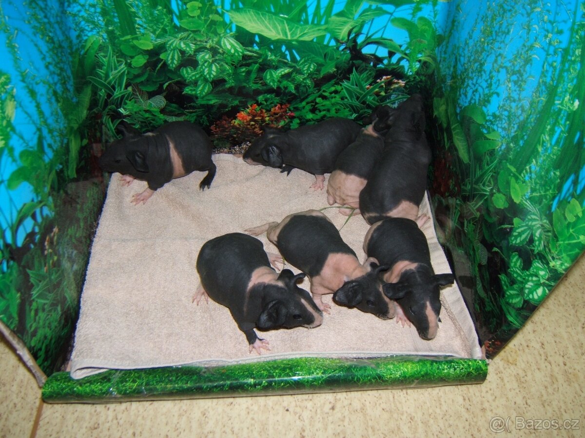 Skini-bezsrstá morčata -