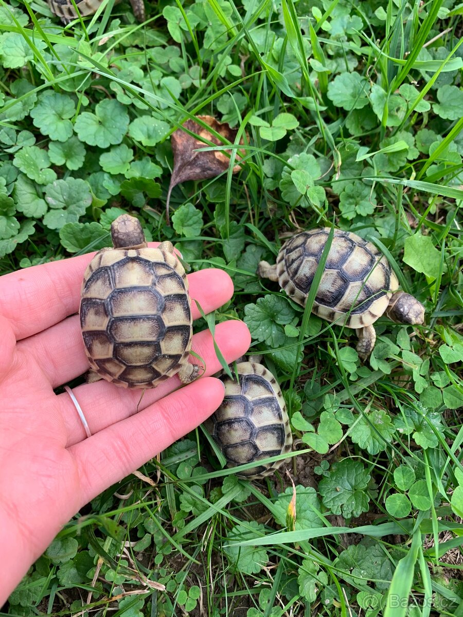 Želva suchozemská - zelenavá, vroubená