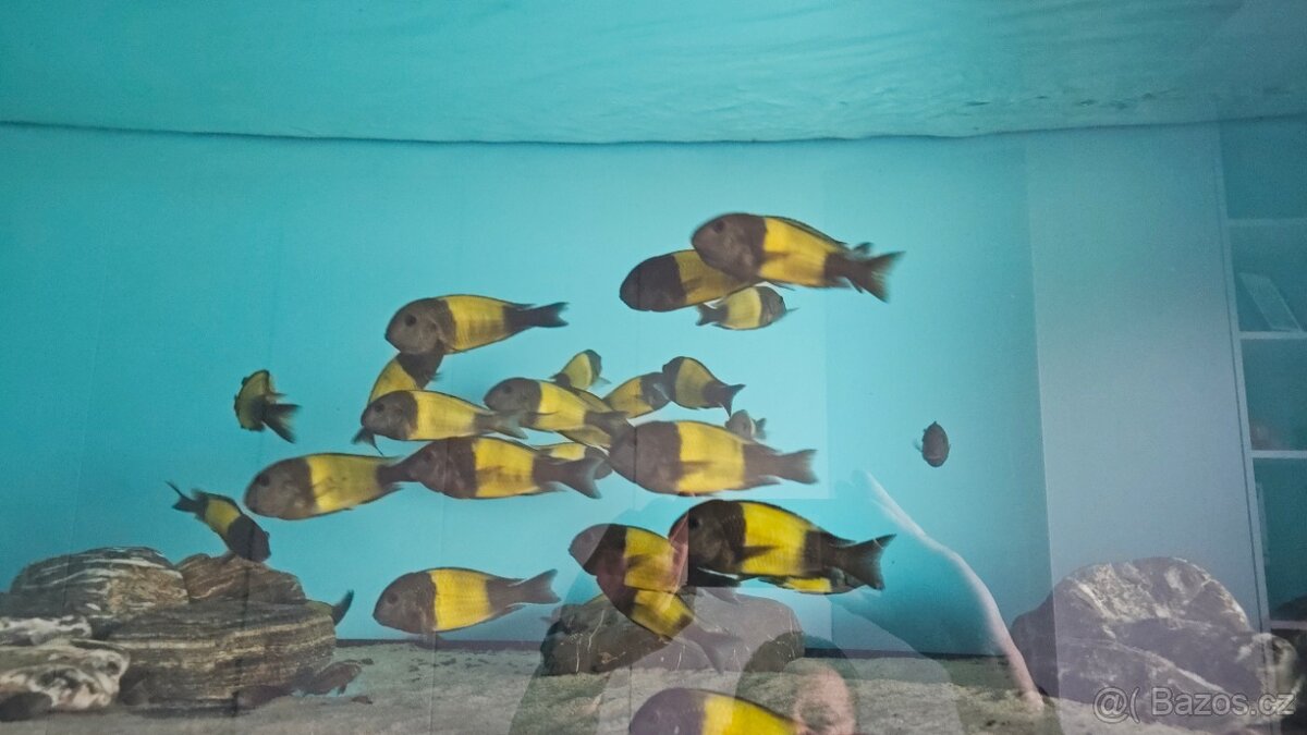 Tropheus Ikola F1