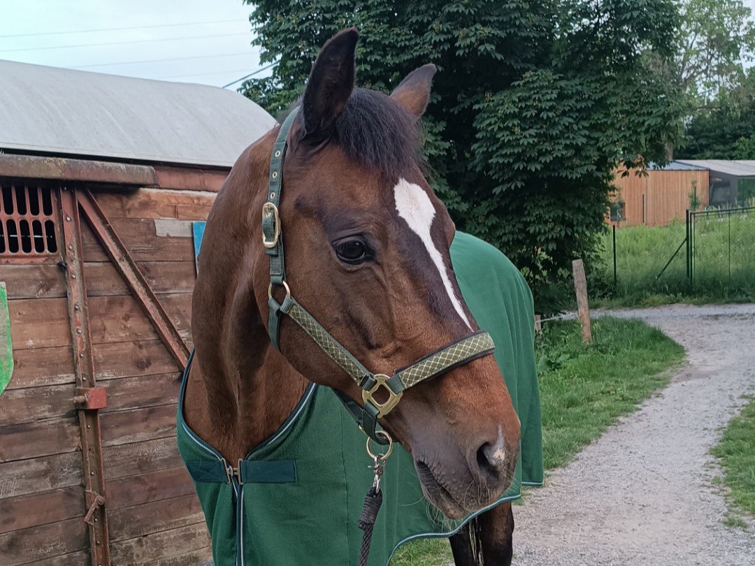 Ohlávka HKM Basil
