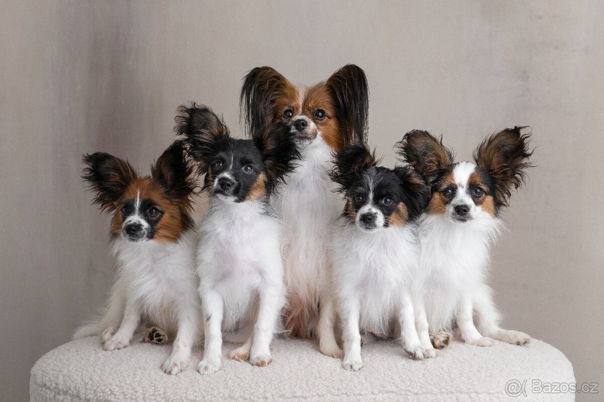 Papillon s rodokmeňom