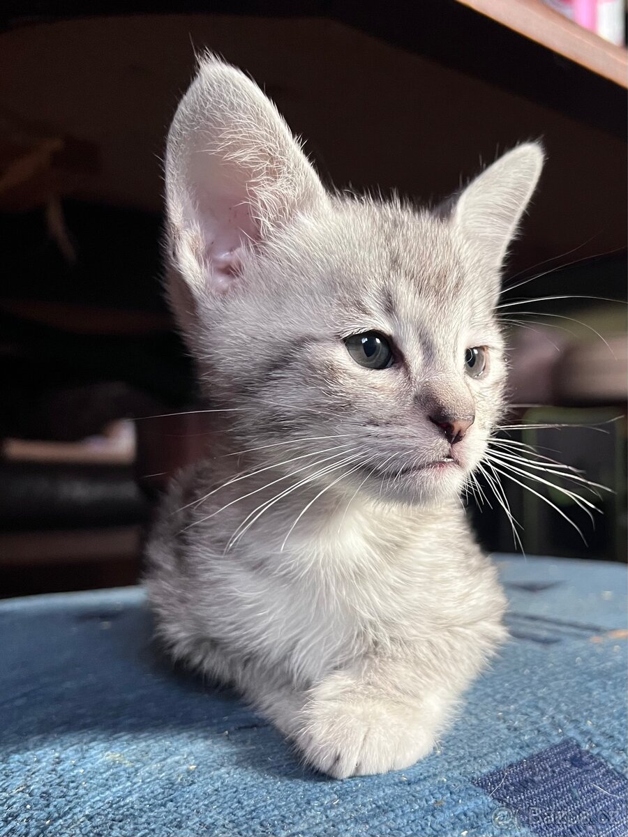 Savannah F3
