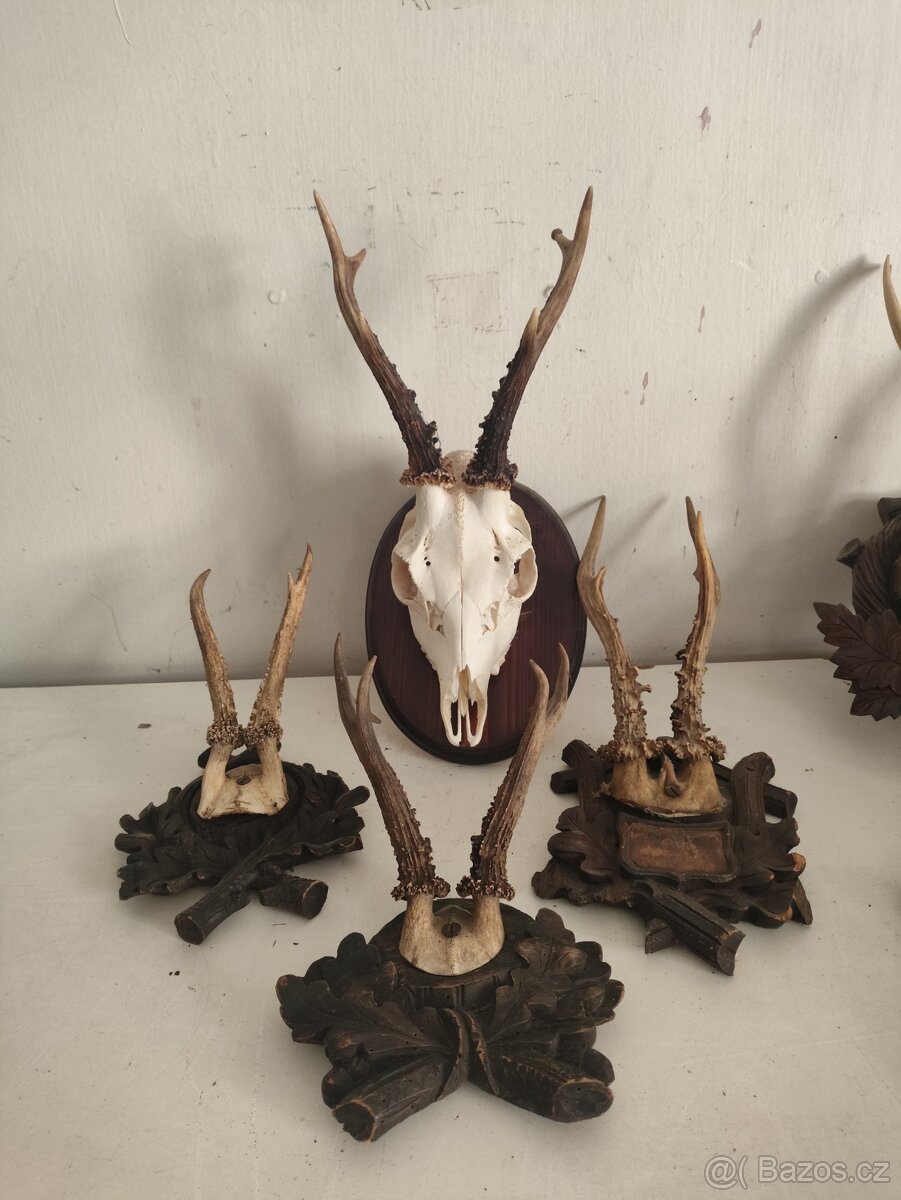Srnčí trofeje 4 ks