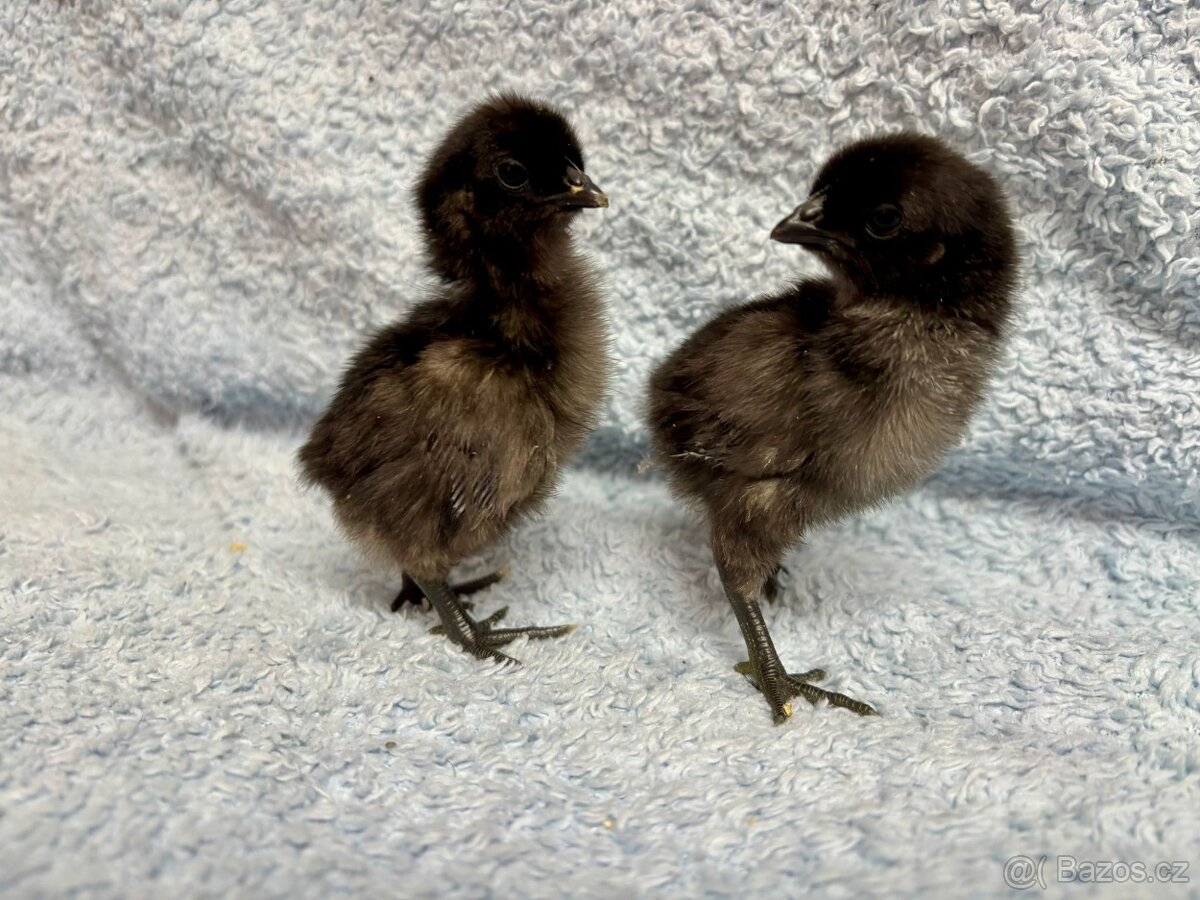 Ayam Cemani