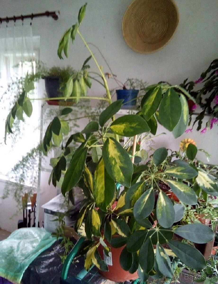 Schefflera Arboricola