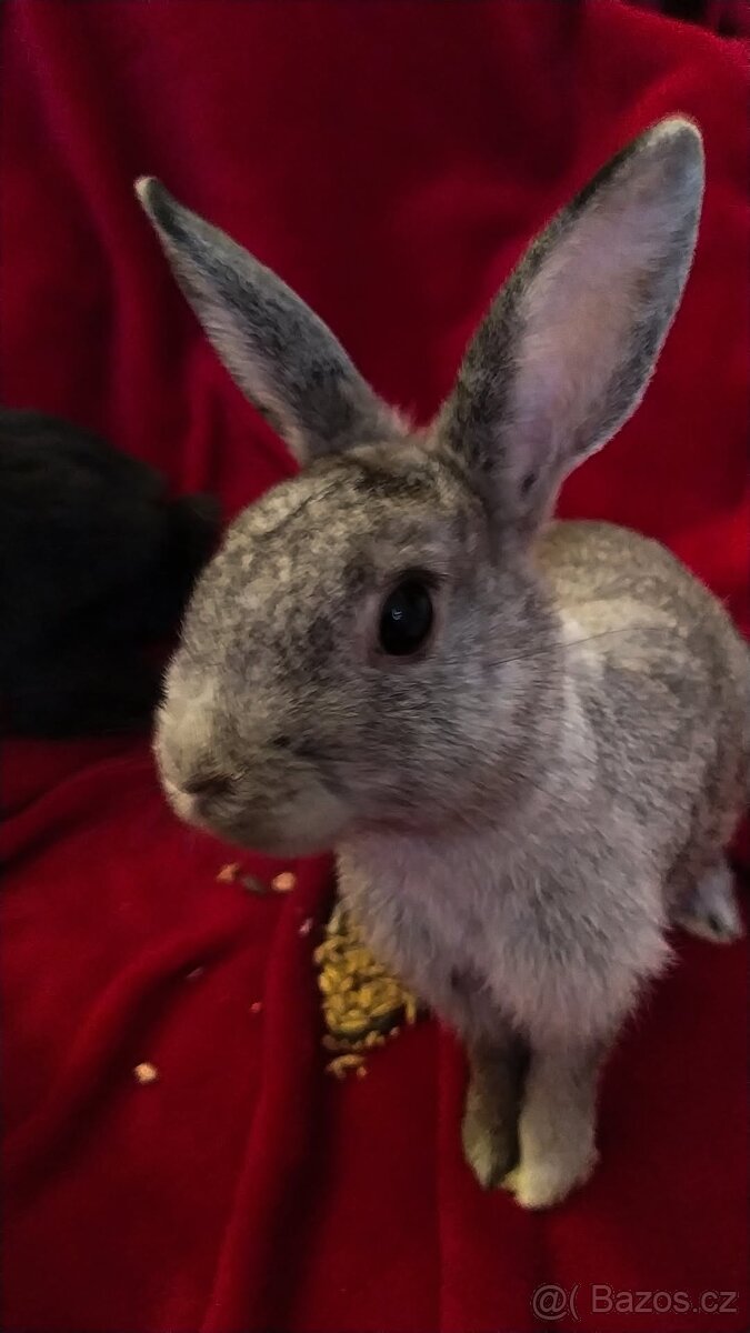 Zakrslý králík