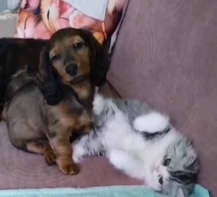 Jezevčík dlouhosrstý trpasličí