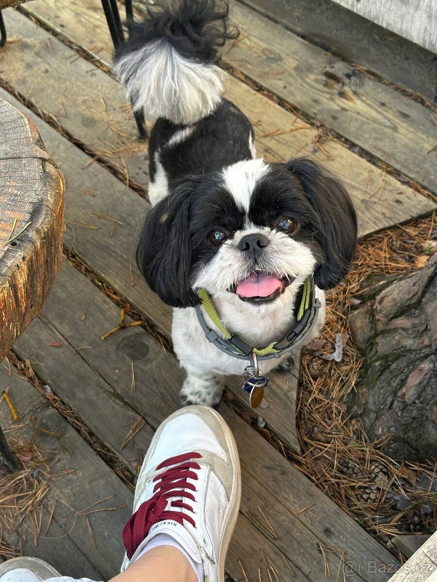 Nabízím ke krytí psa plemene Shih-tzu