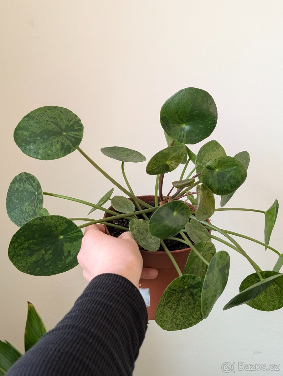 Pilea mojito