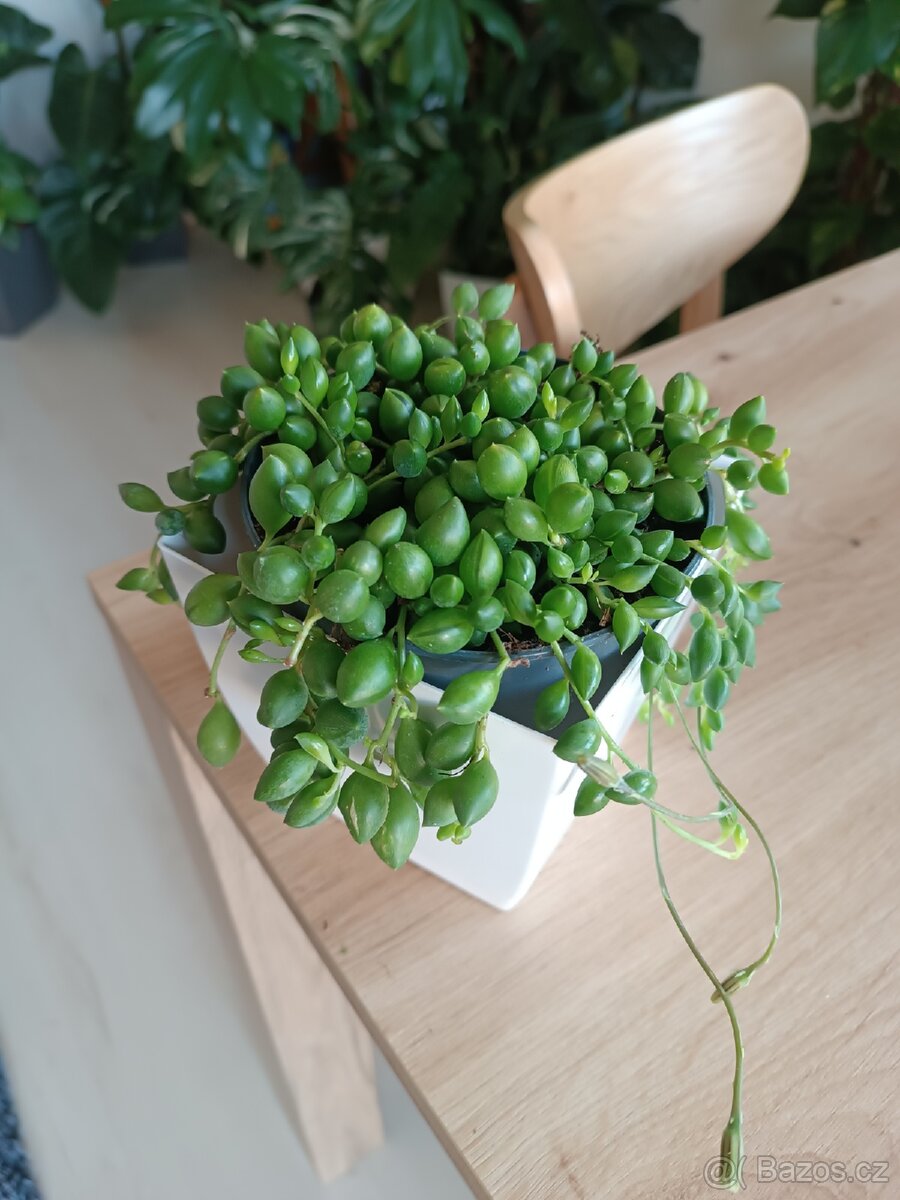Senecio