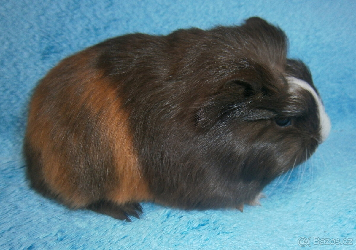 Coronet morče