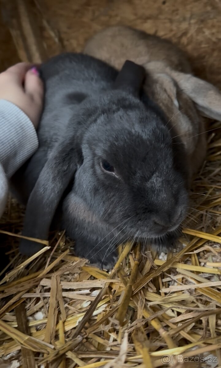 Kastrovaný pár