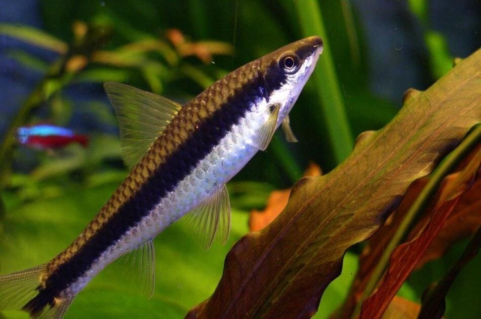 Ancistrus, Parmička černopruhá 7x