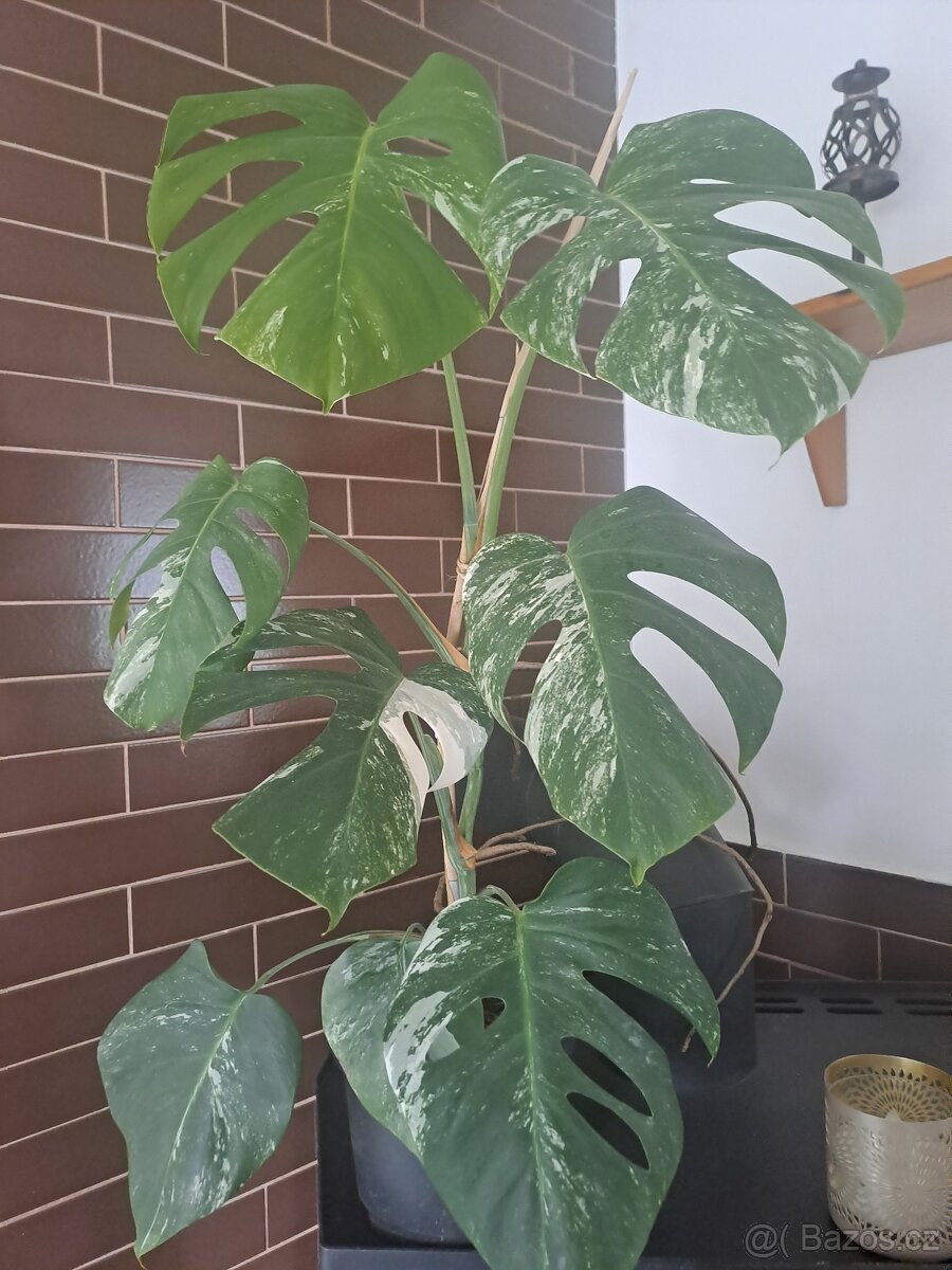 Panašovaná  monstera