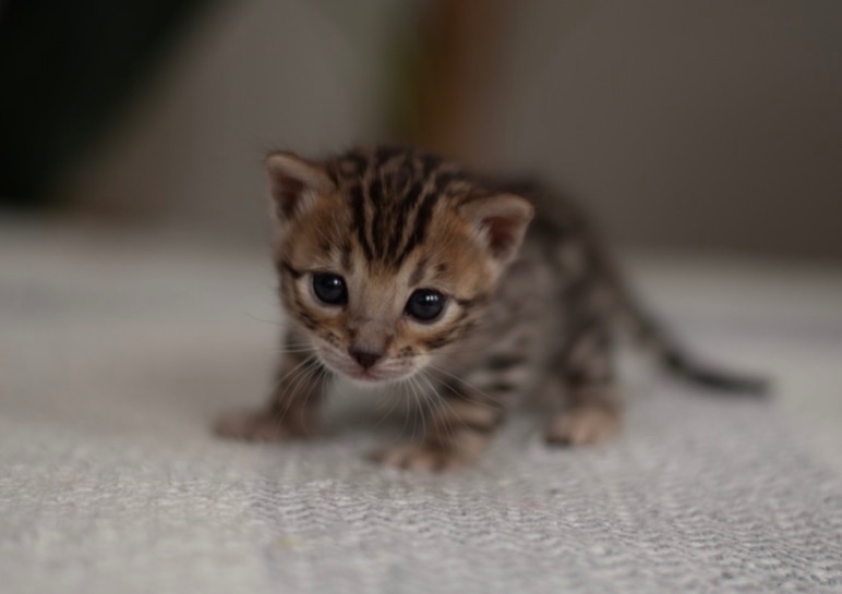 Hnědá bengálská kočička s PP