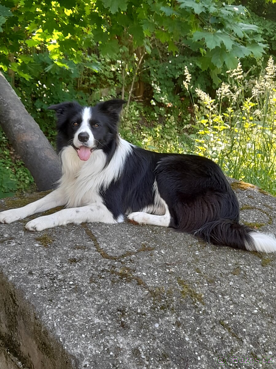 Nabidka kryti bez pp