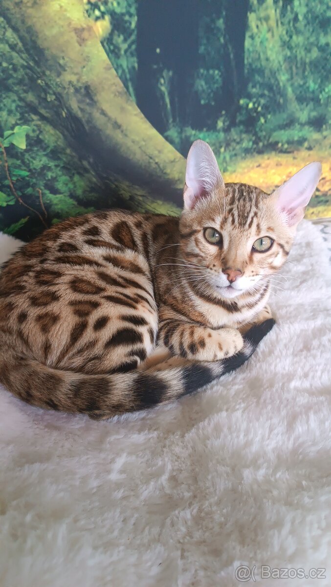 Bengálský kocourek