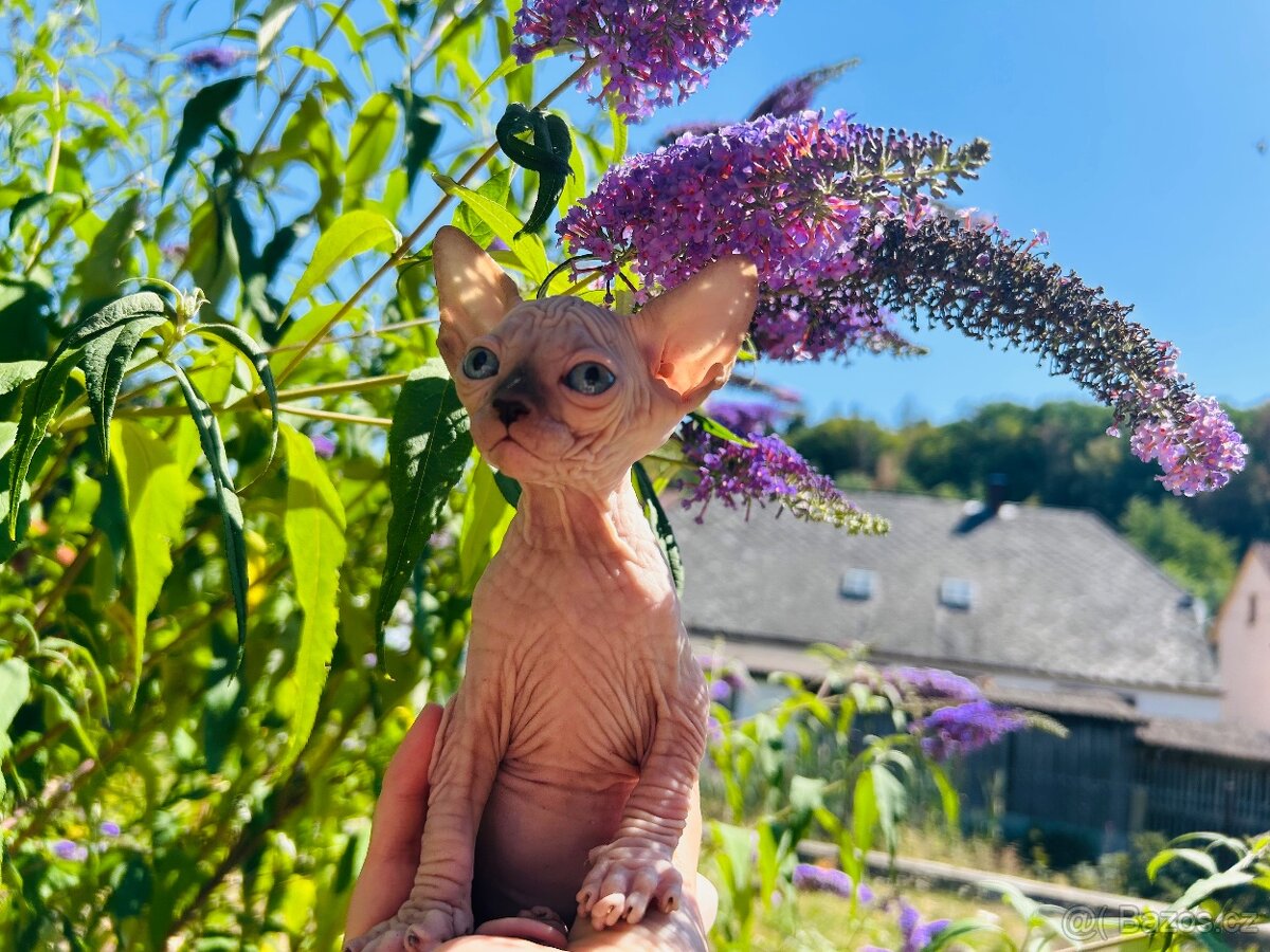 Kanadský sphynx bez PP