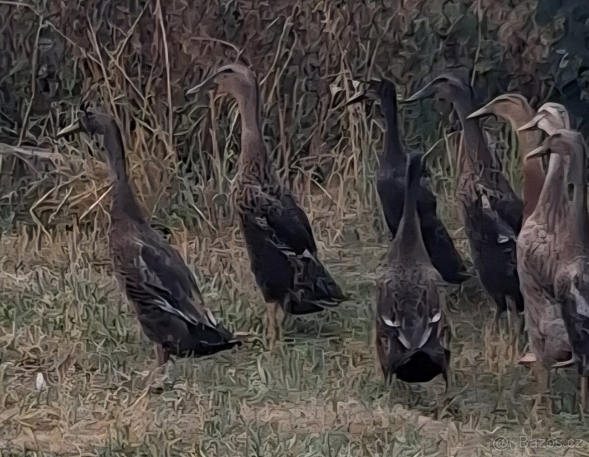 Indický běžec
