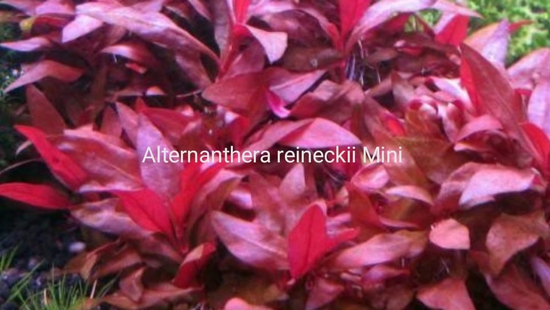 Alternanthera reineckii mini a pink
