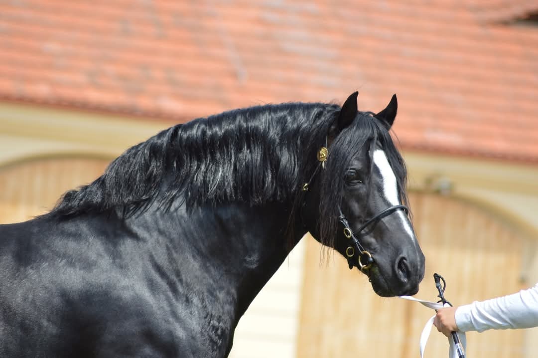 Welsh pony of cob type- připouštění