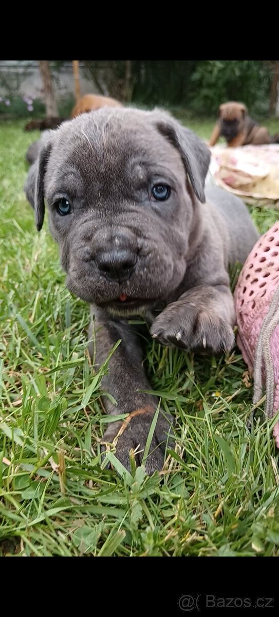 Cane Corso štěňata