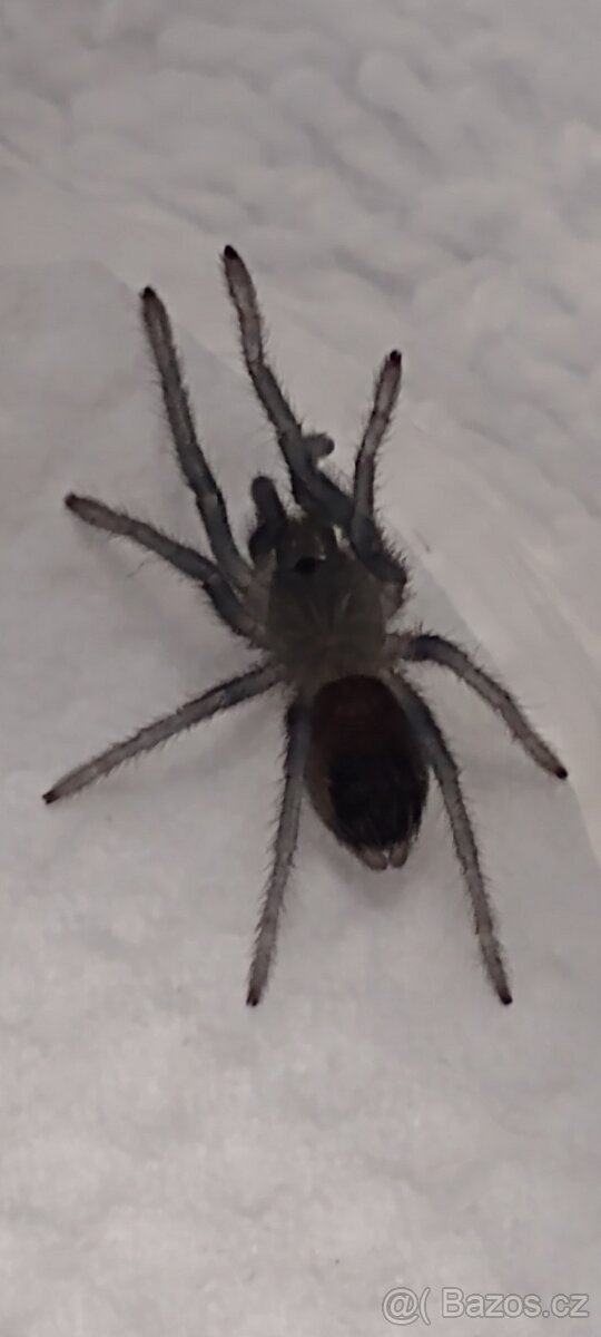 Sklípkan Aphonopelma seemanni