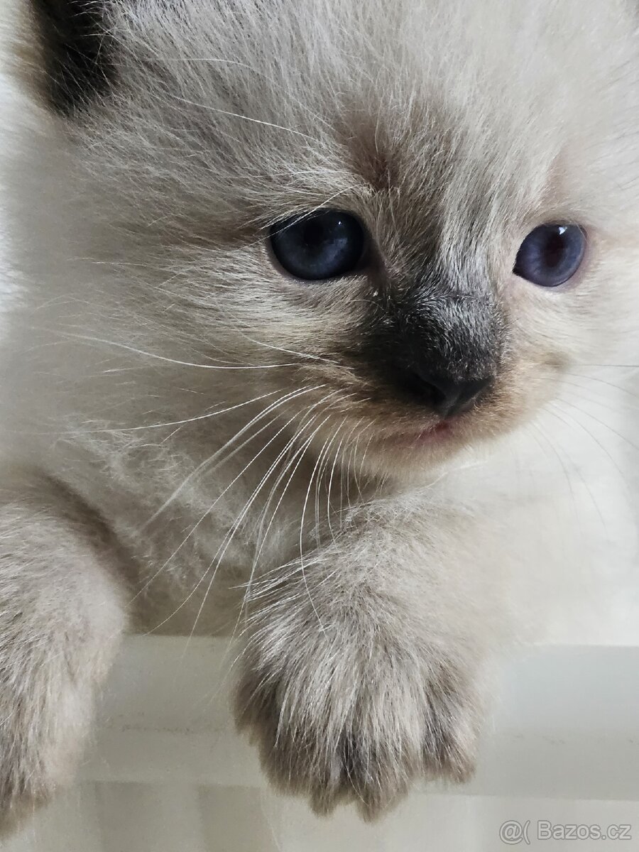 Ragdoll