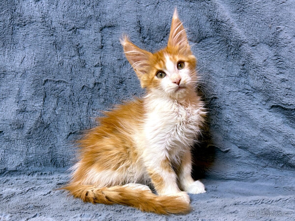 Mainská mývalí - kocourek (PP)