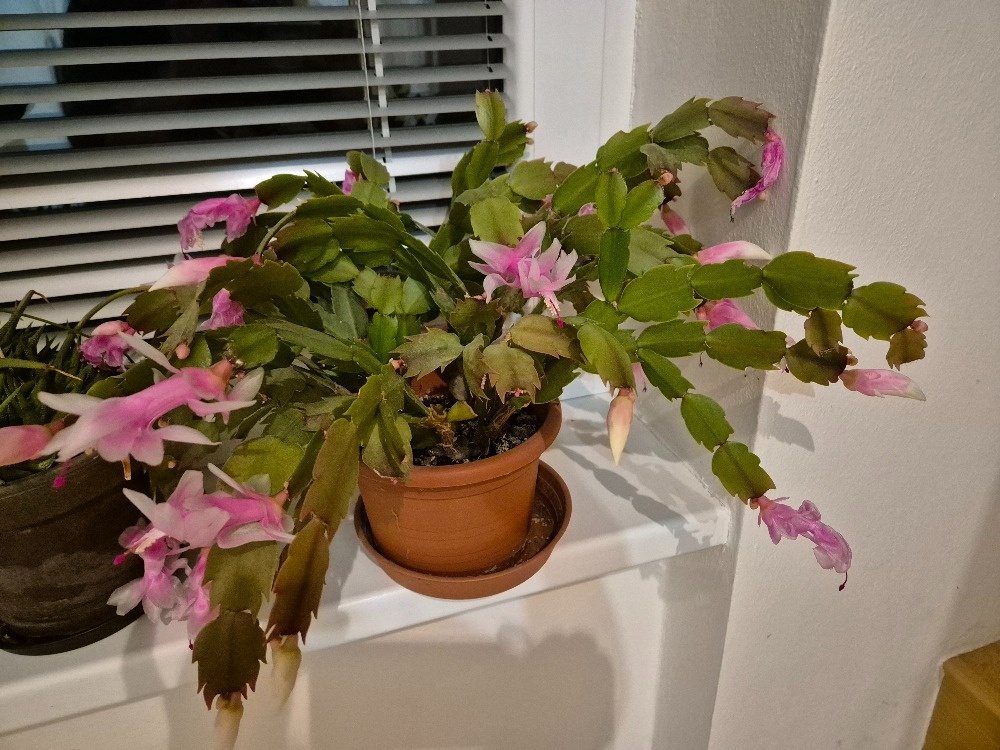 Vánoční kaktusy (2x)