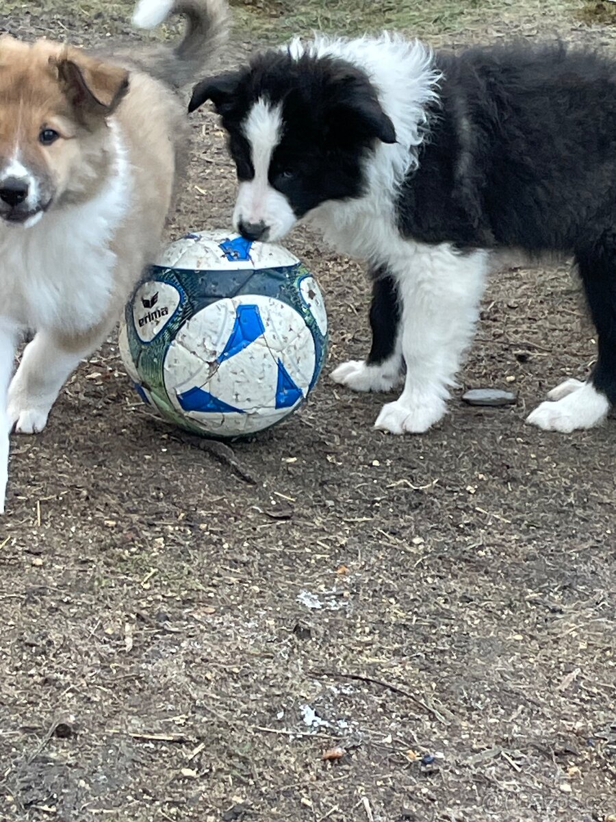 Stenata Border kolie/ kolie