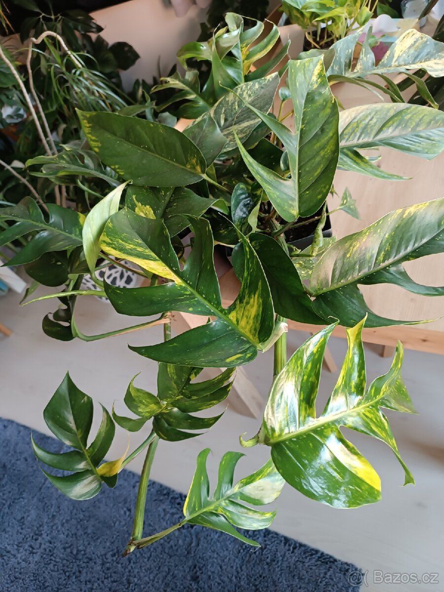 Epipremnum pinnatum Cintho Goldfinger

