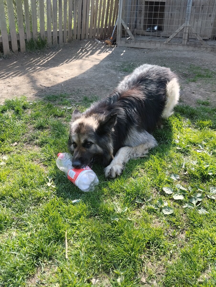 Daruji Německého ovčáka jen do dobrých rukou