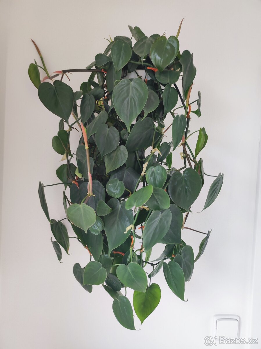 Philodendron hederaceum