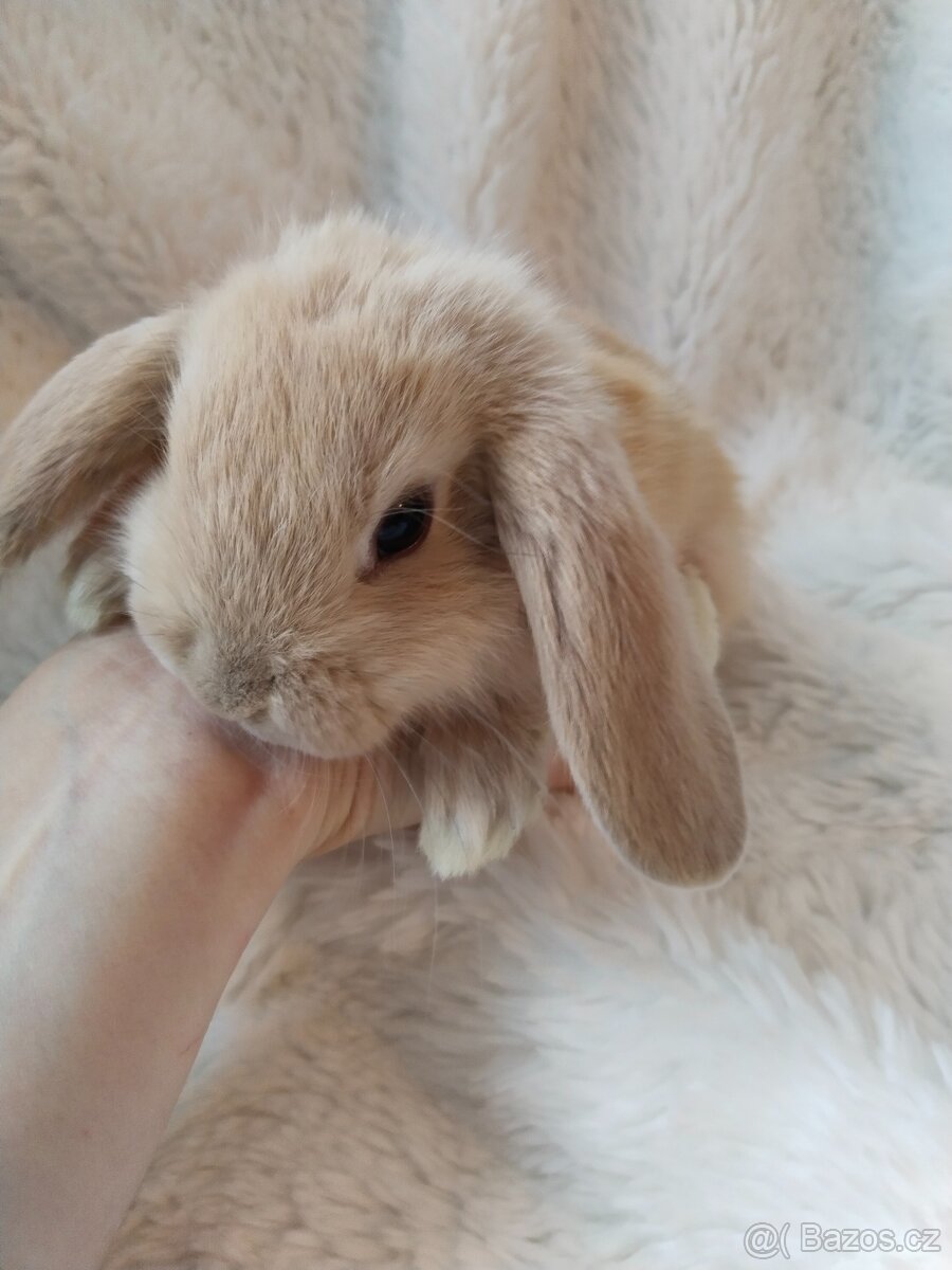 Vymazlení zakrslý králíčci - beránek, teddy, rex, minilop
