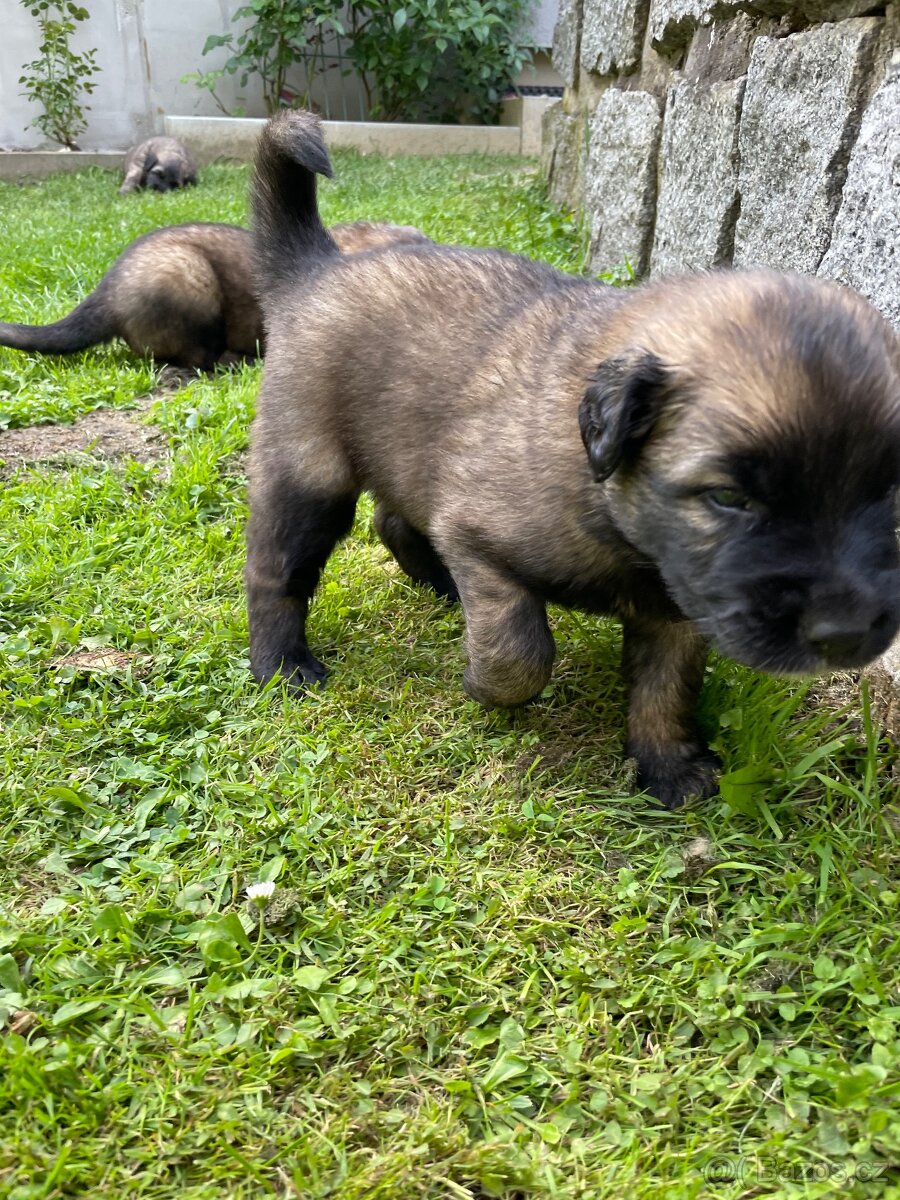 Leonberger štěňata