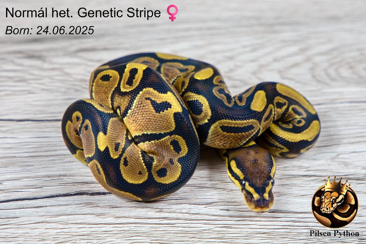 Krajta královská Normal Het Genetic Stripe (Plzeň)