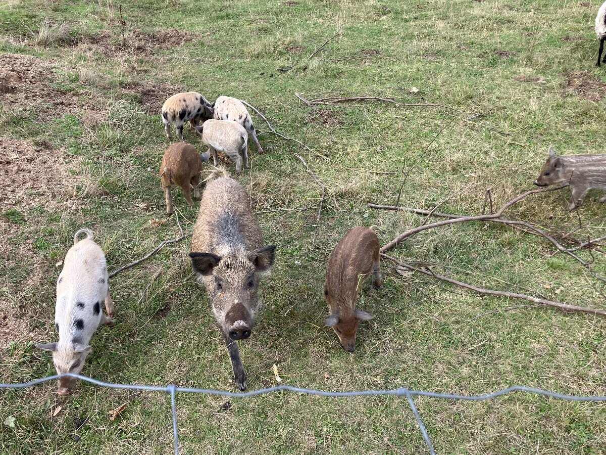 Selata kune kune x mangalica
