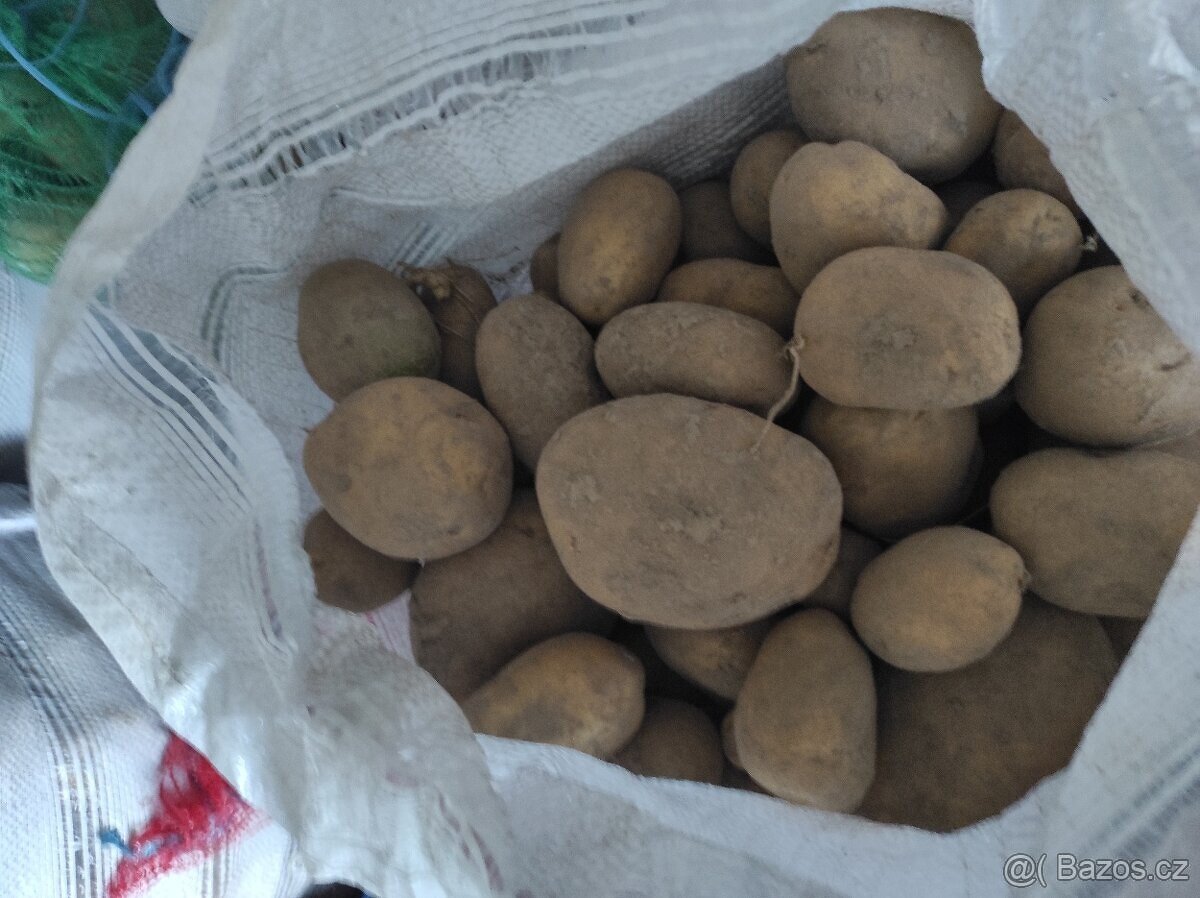 Brambory na uskladnění 6,- za kg