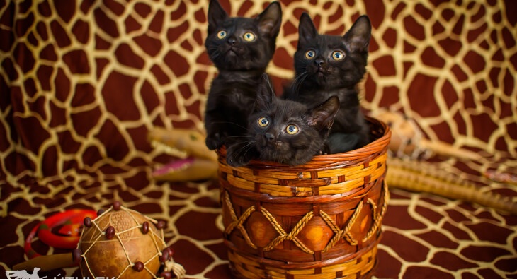 Hemsworth Brothers – australští idolové