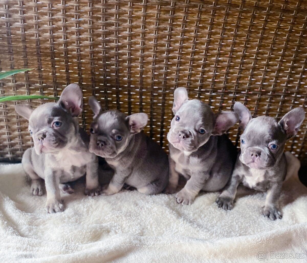 Francouzský buldoček barvě modré 🩵