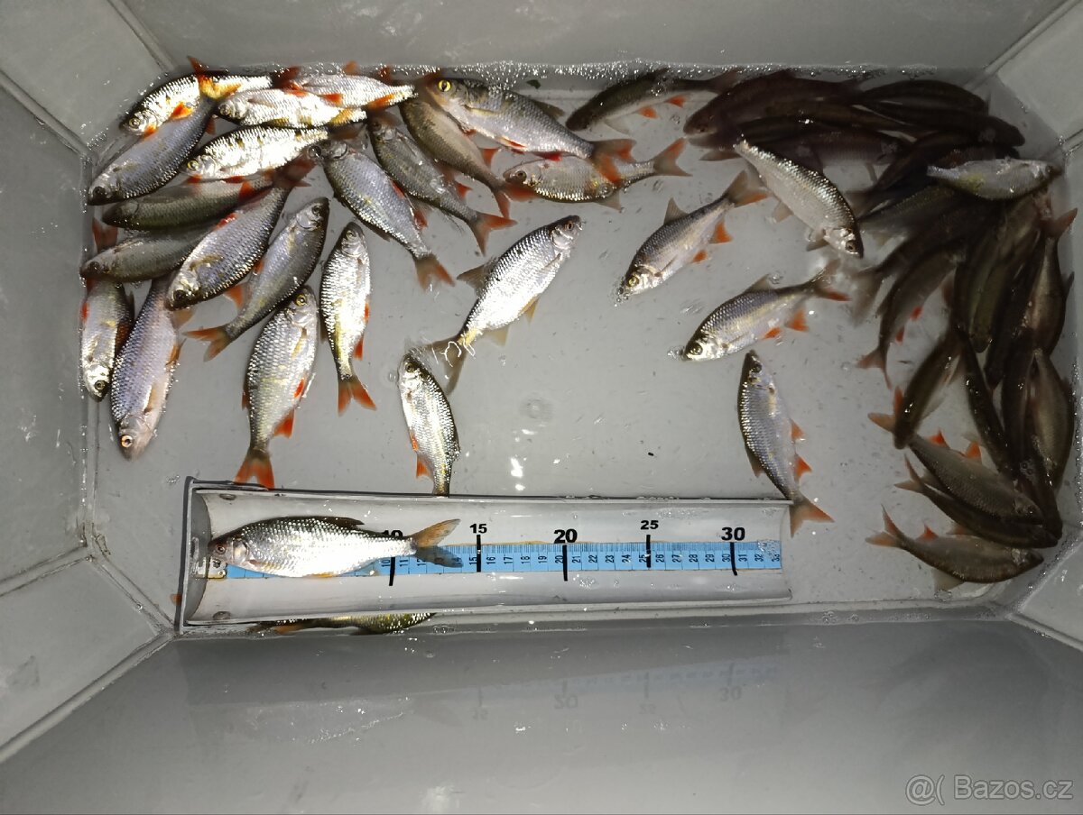 Nástrážní rybičky plotice, perlín 12-15 cm